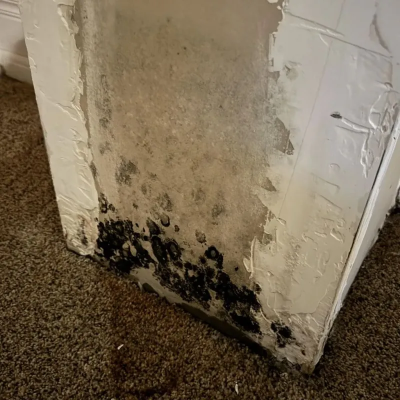 Professional Mold Removal in Lincoln County, OK